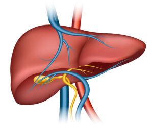Fatty Liver போன்ற கல்லீரல் பிரச்சனைகள் – அக்குபங்சர் பார்வை.