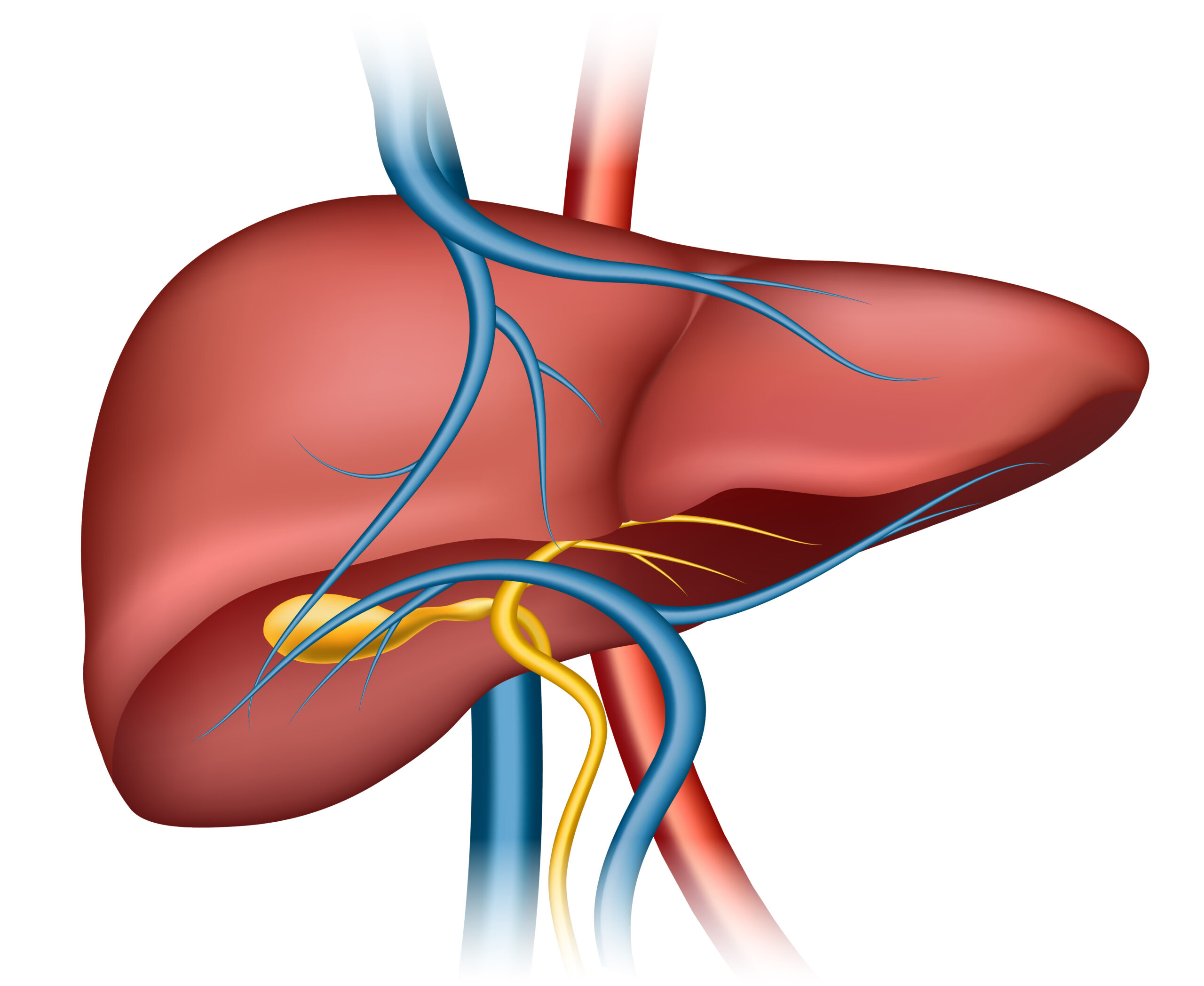 Fatty Liver போன்ற கல்லீரல் பிரச்சனைகள் – அக்குபங்சர் பார்வை.